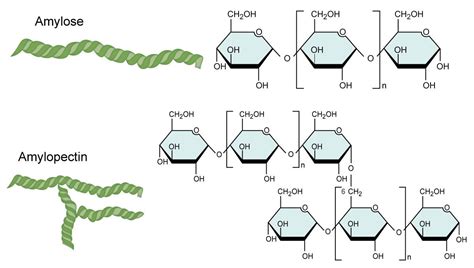 amylose and amylopectin - Amylose consists typically of more than 1000 ...