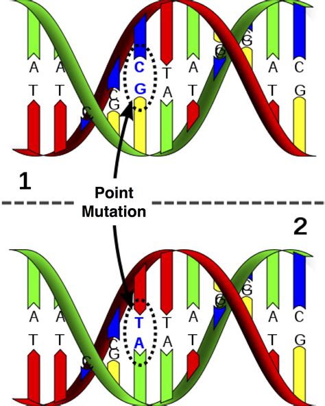 Mutation; mutations