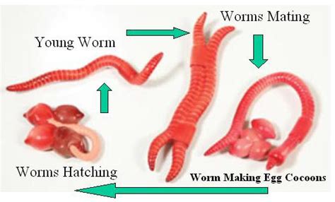 How do Worms Reproduce and What Is Their Life Cycle? - Learn About Nature