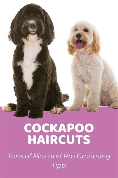 Guide to Cockapoo Haircuts With Photos & Grooming Tips!