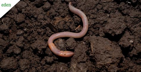 Benefits of Earthworms to Soil Health | Eden Lawn Care and Snow Removal