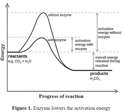 Mechanism of Enzyme Catalysis - Biology Ease