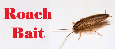 How Does Roach Bait Work - Best Roach Killer