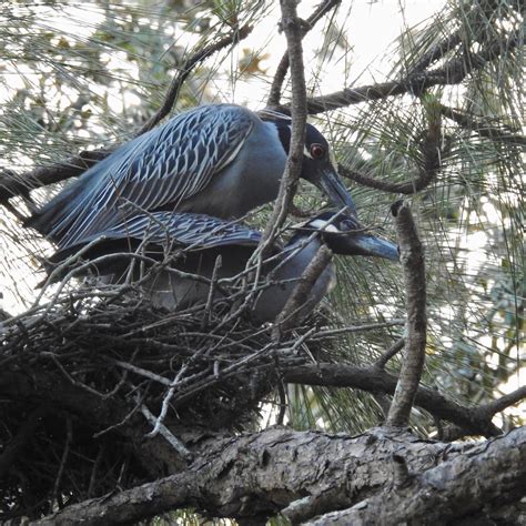 Wildewood Wonders: Yellow Crowned Night Heron Nesting Part 2