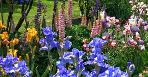 Iris 101: How To Plant An Iris Garden (The Ultimate Guide!)