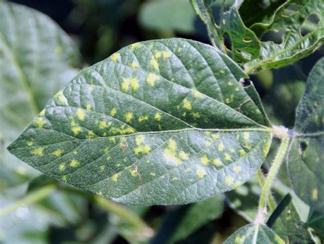 Soybean | Diseases and Pests, Description, Uses, Propagation