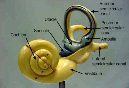 Ear Anatomy Model Labeled - Anatomical Charts & Posters