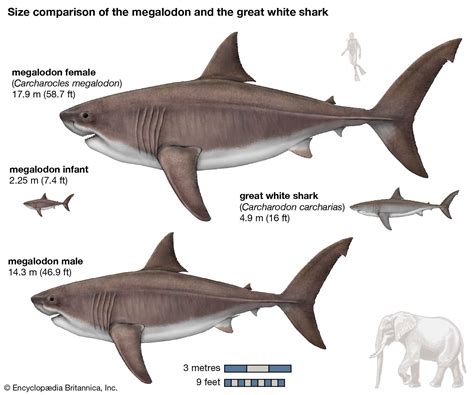 Megalodon | Size, Fossil, Teeth, & Facts | Britannica