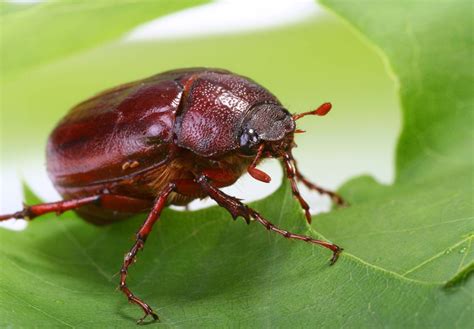 June beetle | Description, Life Cycle, & Facts | Britannica