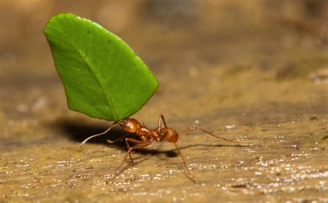 Watch: Leafcutter ants use leaves to grow fungi | Science | AAAS