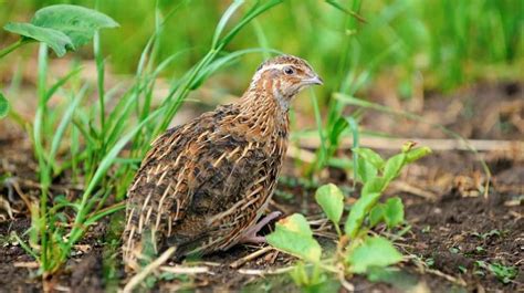 Practical Quail Hunting Tips Every Hunter Should Follow