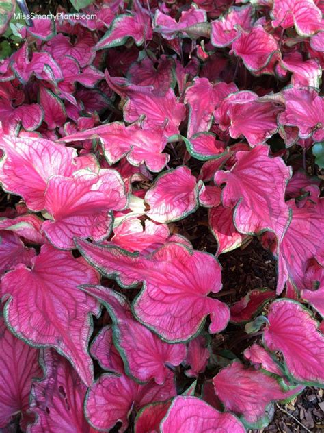 Pin on Caladiums!