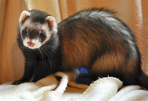 20 Ferret Colors and Patterns (With Pictures) - The Pet Savvy