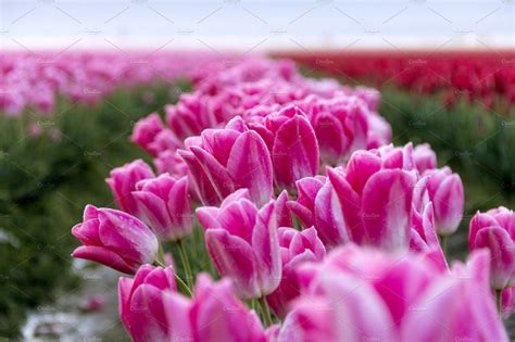 Pink Tulips in Dawn Light | Nature Stock Photos ~ Creative Market