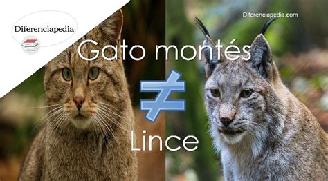 Diferencia entre gato montés y lince | Diferenciapedia.com: La Web de ...