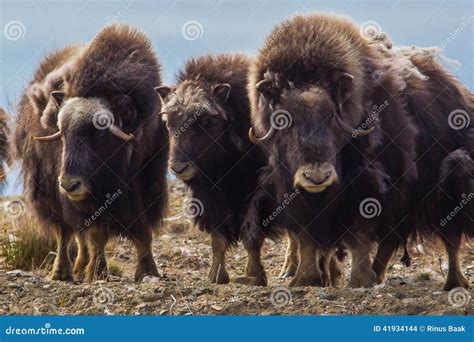 Musk Oxen stock photo. Image of alaska, defending, young - 41934144