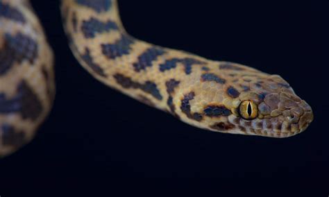 Spotted python Animal Facts | Antaresia maculosa - Wiki Point