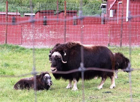 Souvenir Chronicles: ALASKA! A MUSK OX FARM AND A REINDEER RANCH