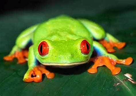 Red-Eyed Tree Frogs - Costa Rica