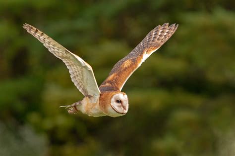 Barn Owl Color Variation – Ornithology