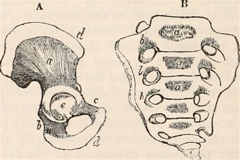 Painful Bump on Your Tailbone? Symptoms of a Pilonidal Cyst - YouMeMindBody