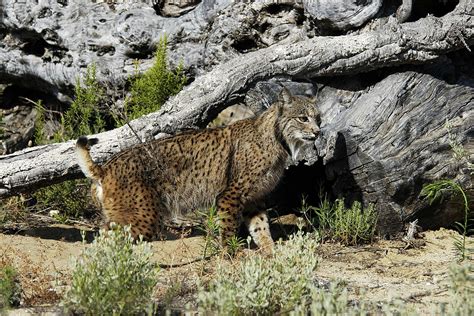 Conservation research on lynx | Mirage News