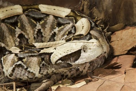 Gaboon Viper (Bitis gabonica) | about animals