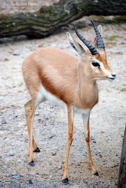 Baby Dorcas Gazelle | Flickr - Photo Sharing!