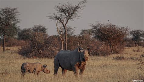 Black rhino habitat use, home ranges, and spatial distribution in the ...