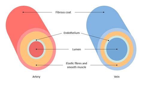 Labelled Diagram Of Artery