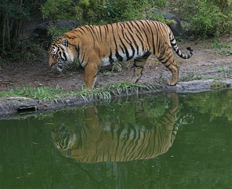 Laos wildlife - Laos Tourist