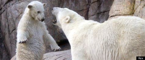 Polar Bear Mother And Cub Hug After Row (Pictures)