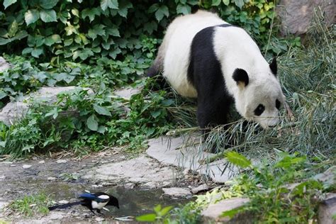 Giant Pandas in Beijing Zoo