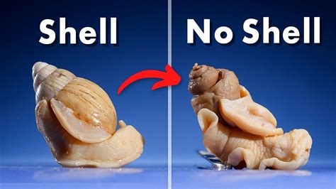 What's Inside a Snail Shell? - YouTube