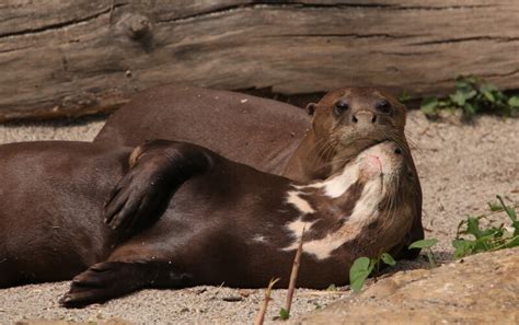 Giant Otter - Roger Williams Park Zoo