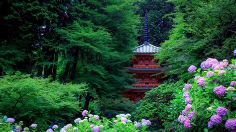 Garden Around Hydrangea Japan Pagoda With Purple Flowers And Trees 4K ...