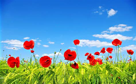 Poppies Wallpapers - Wallpaper Cave