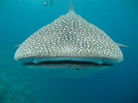 El tiburón ballena, el pez más grande del mundo | Fundación Aquae