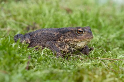 Common Toad Bufo bufo stock image. Image of pads, insectivorous - 132184019