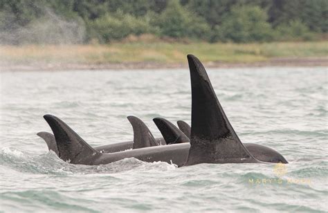 Orca Whale Pod | Mary's Mark Photography