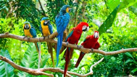 MACAW PARROT | BEST PET BIRDS