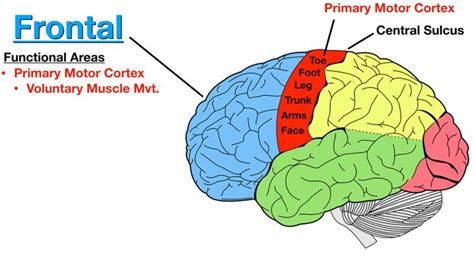 Image: The primary motor cortex (red) is located anterior to the ...