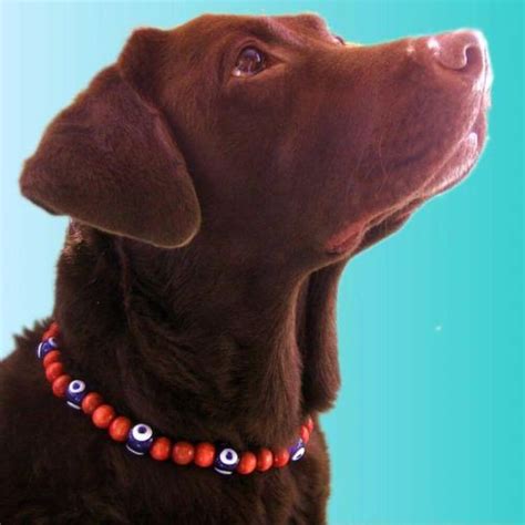 Unleash Your Pet's Style & Flair with A Beaded Dog Collar!