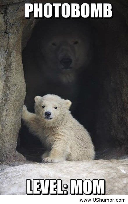 Cute Polar Bear Quotes. QuotesGram