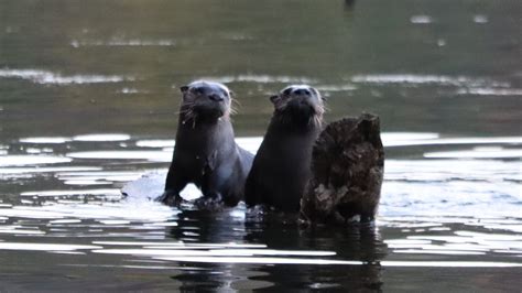 River Otters in the Pa Wilds!! (Elk State Forest) - YouTube