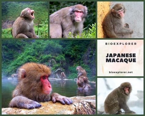 Japanese Macaque Characteristics | Macaca Fuscata Diet & Facts