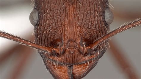 Ants' Intricate Face Patterns May Offer Surprising Benefits, Study Of ...