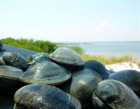 Clams In Water