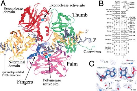 Structure of the Replicating Complex of a Pol α Family DNA Polymerase: Cell