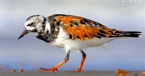 Ruddy Turnstone (Breeding) | YuGWoRLD